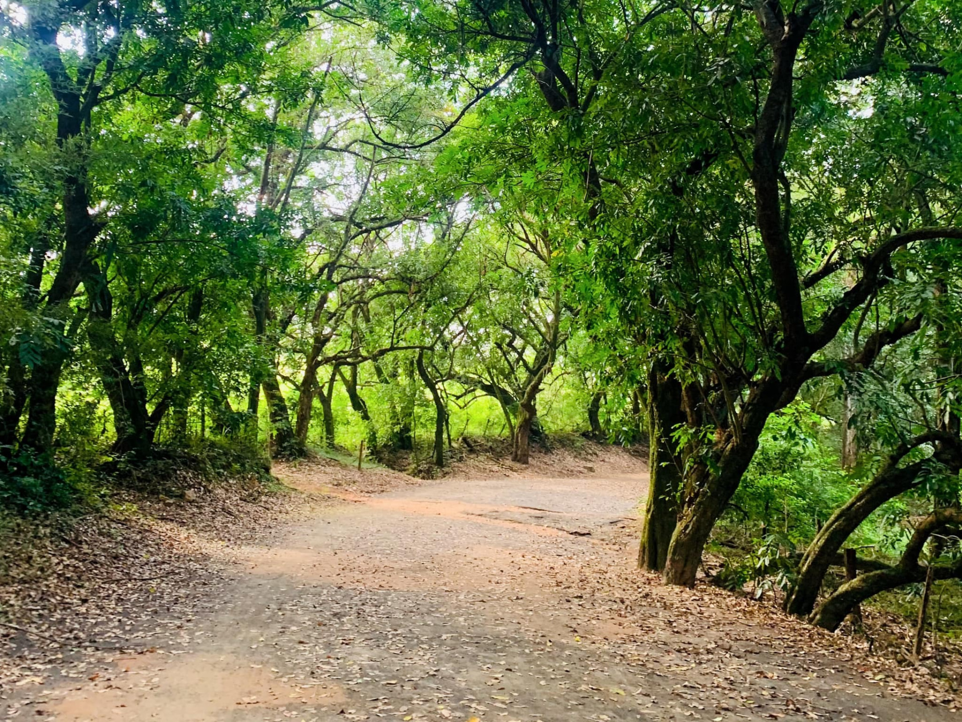 Mata preservada e vale verde ao lado do Sítio Sustentável em Joaquim Egídio/Morungaba
